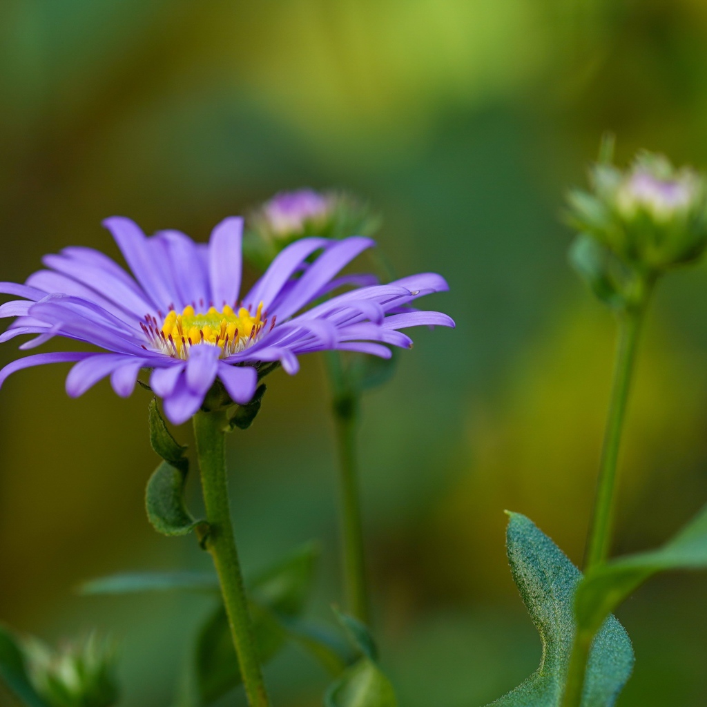 Фиолетовый цветок астры с бутонами 