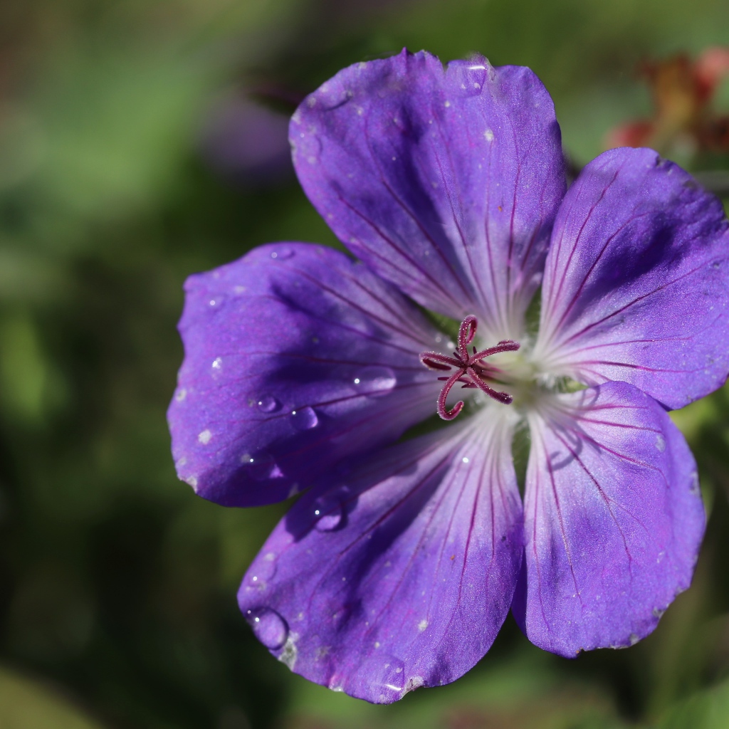Purple beautiful geranium flower close up