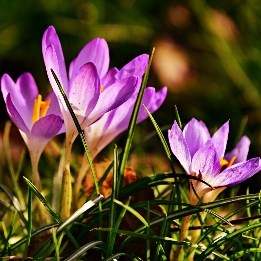 Фиолетовые крокусы в высокой зеленой траве