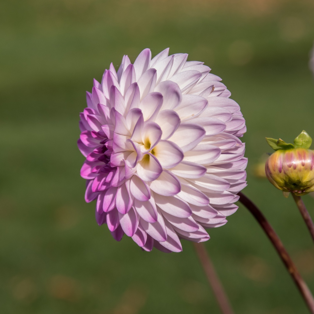 Фиолетовый цветок георгина с бутоном на клумбе