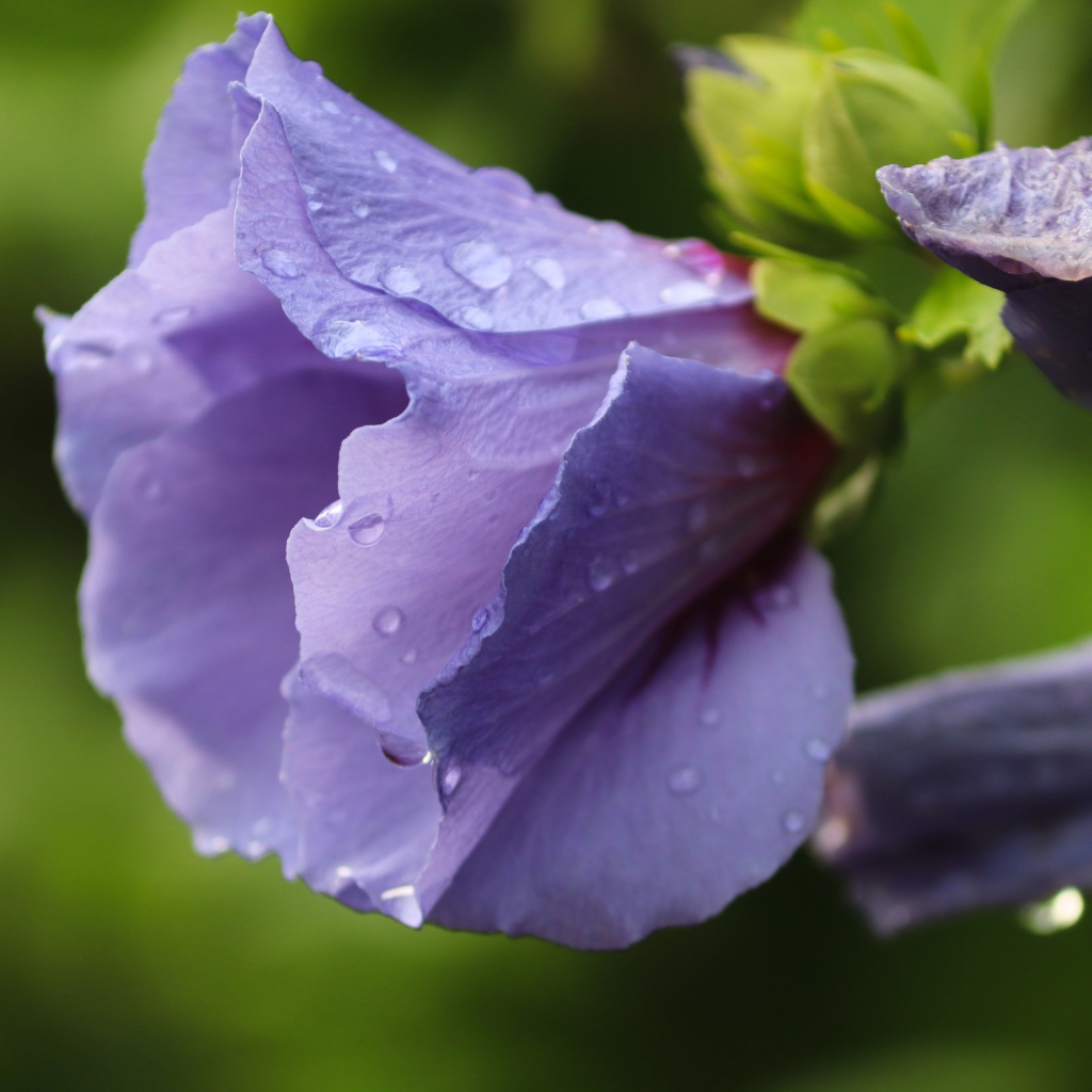 Фиолетовые цветы лаватера в каплях дождя