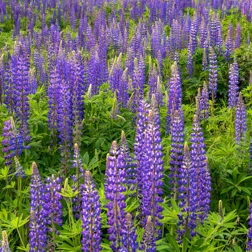 Фиолетовые цветы люпина с зелеными листьями на поле 