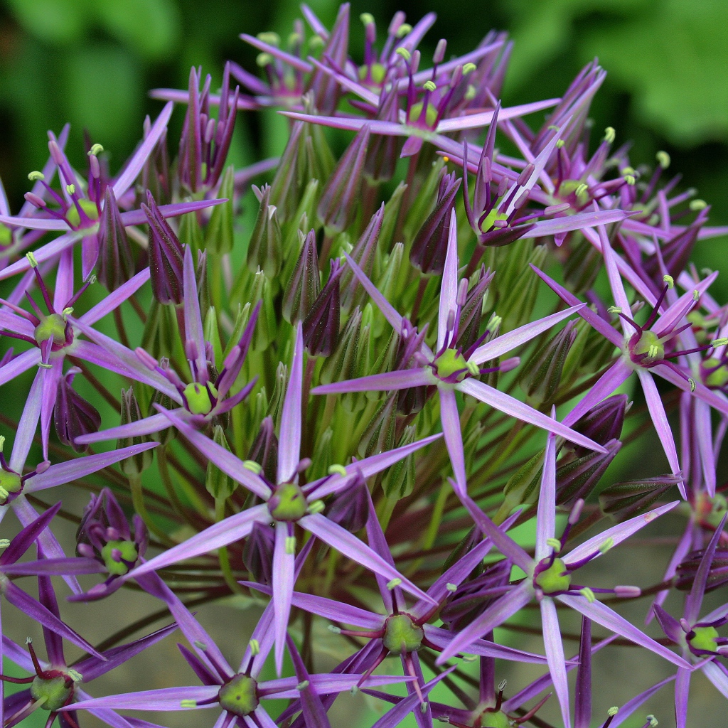 Фиолетовые цветы персидского лука