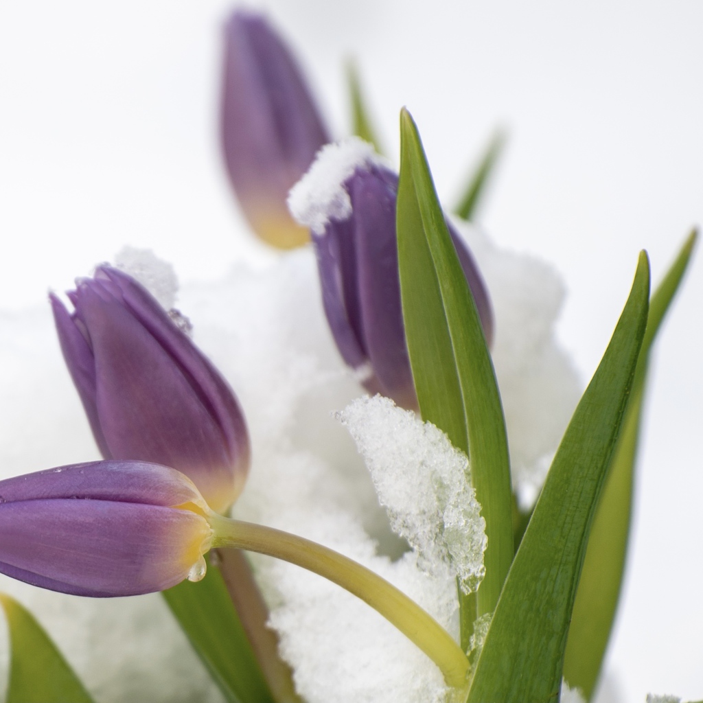 Фиолетовые тюльпаны в снегу