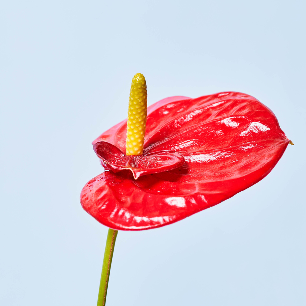 Красный цветок Антуриум на сером фоне 