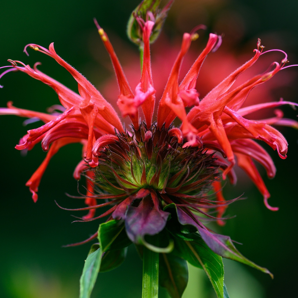 Красный цветок Монарда на зеленом фоне 