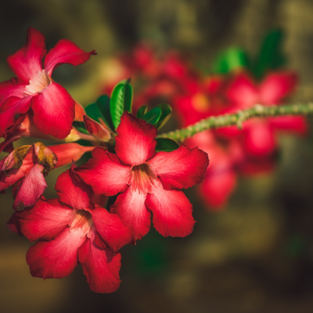 Красные цветы Адениум крупным планом 