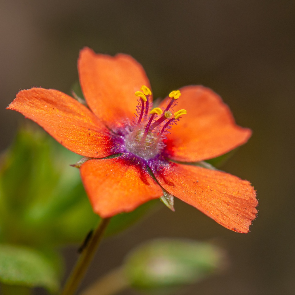 Красный цветок Анагаллис крупным планом 