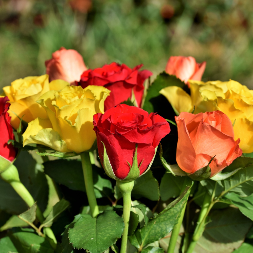 Красные и желтые английские розы в букете