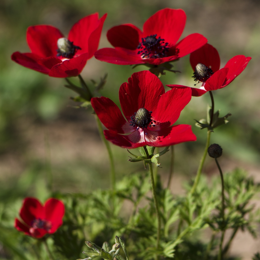 Красные цветы анемона на клумбе летом