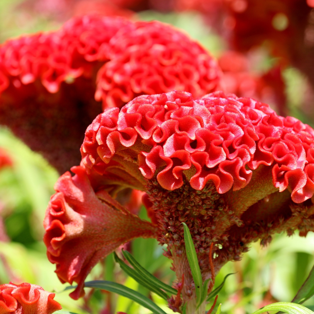 Красный цветок целозия крупным планом 