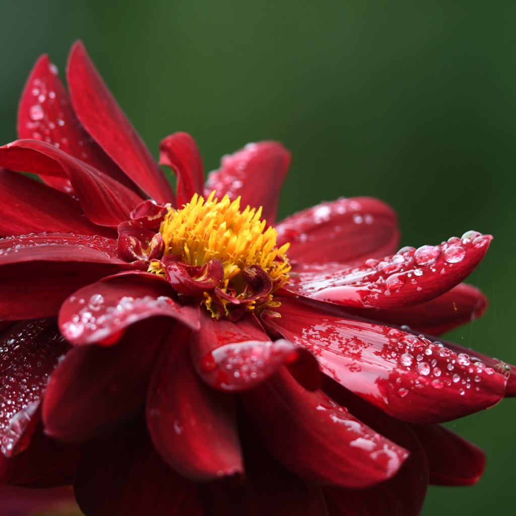 Красный цветок георгина в каплях росы крупным планом