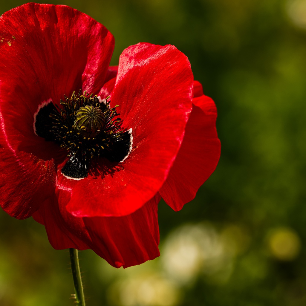 Красные нежные лепестки мака крупным планом 