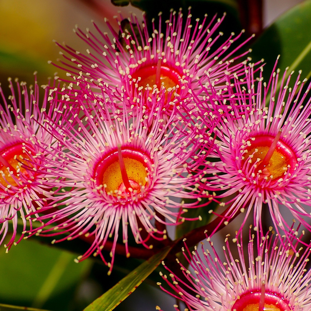 Красные цветы эвкалипта крупным планом