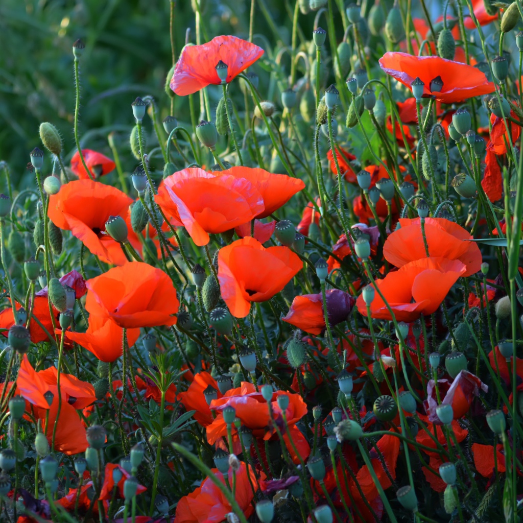 Красные полевые маки с бутонами летом