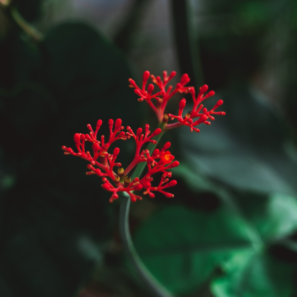 Красный цветок крупным планом