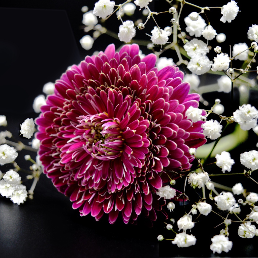 Красный цветок герберы с гипсофилой на черном фоне