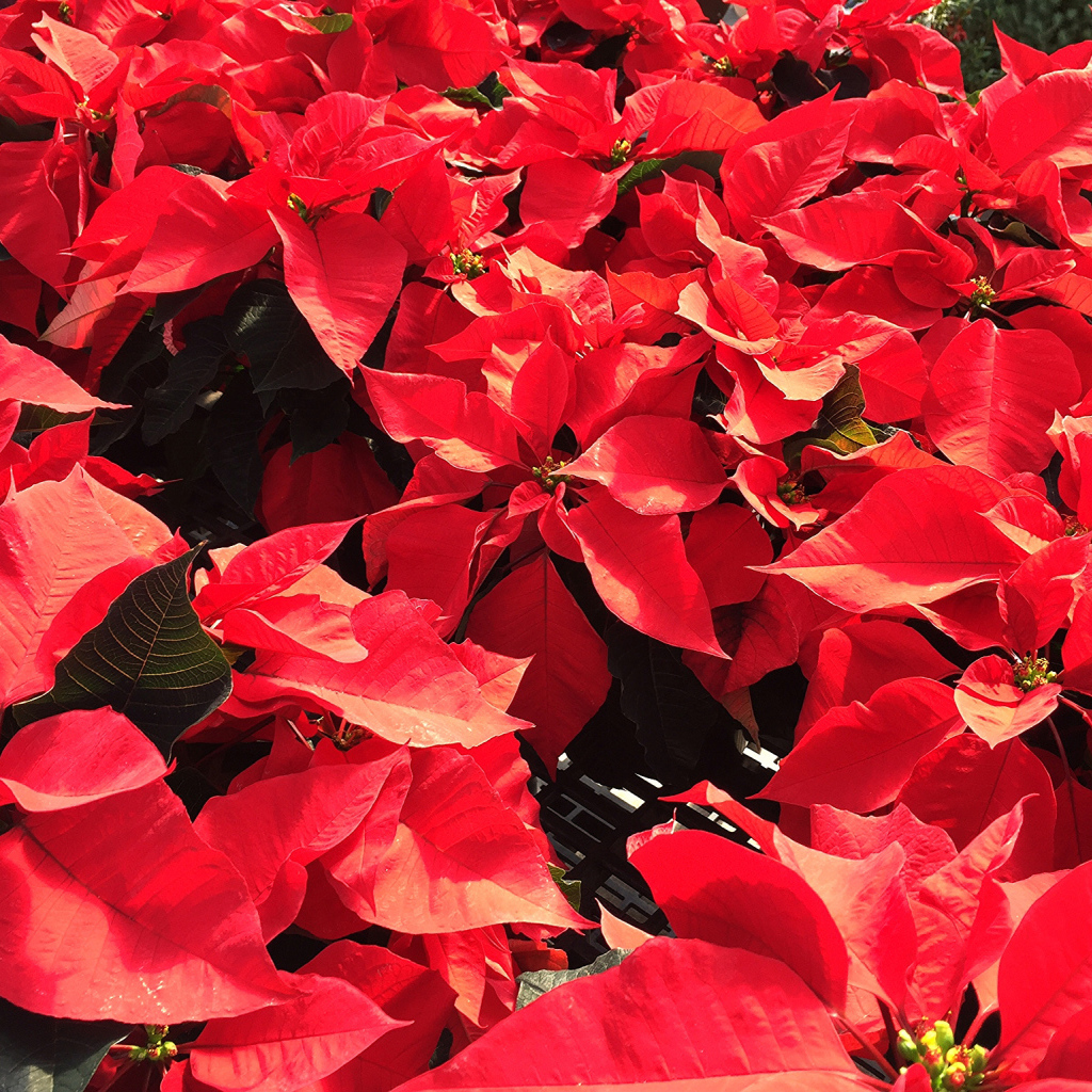 Красные листья цветов молочая в лучах солнца