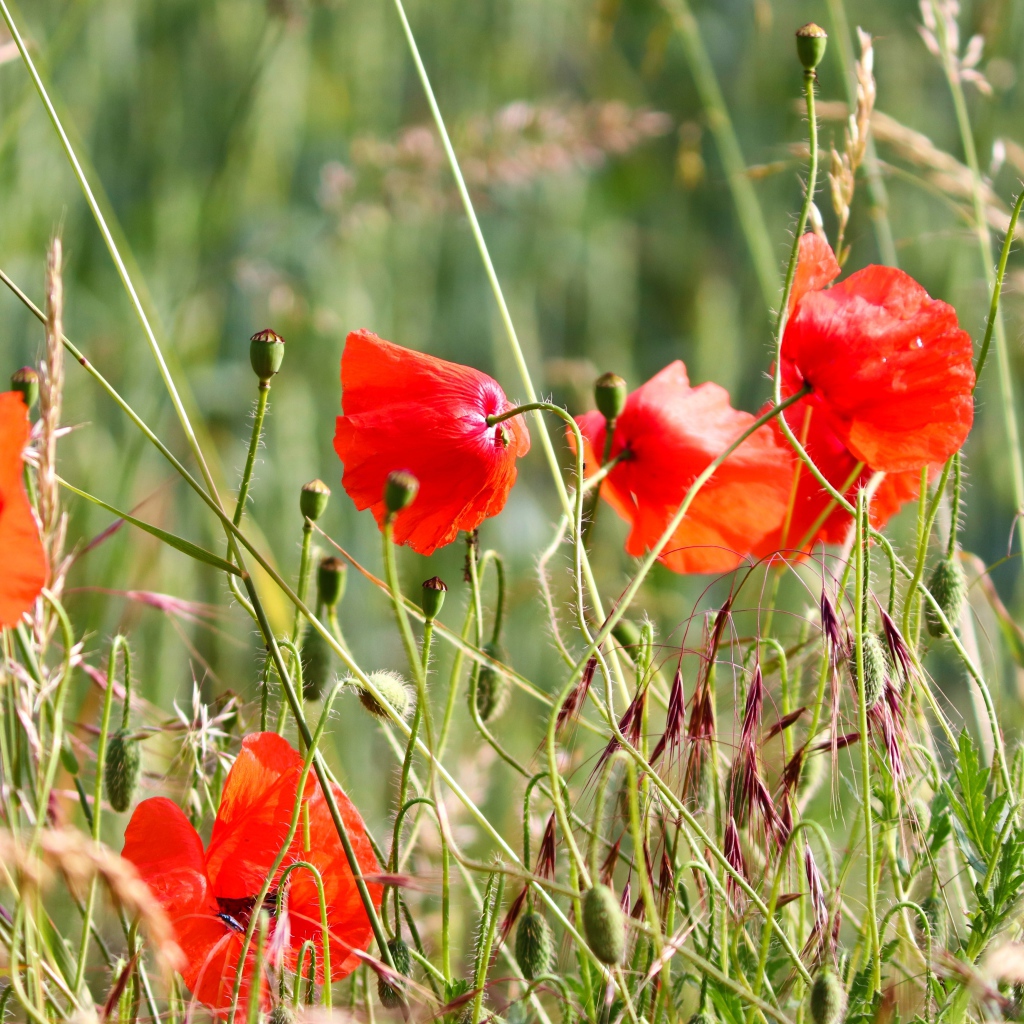 Красные маки в зеленой полевой траве