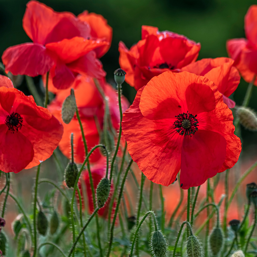 Красные цветы мака с бутонами на поле 