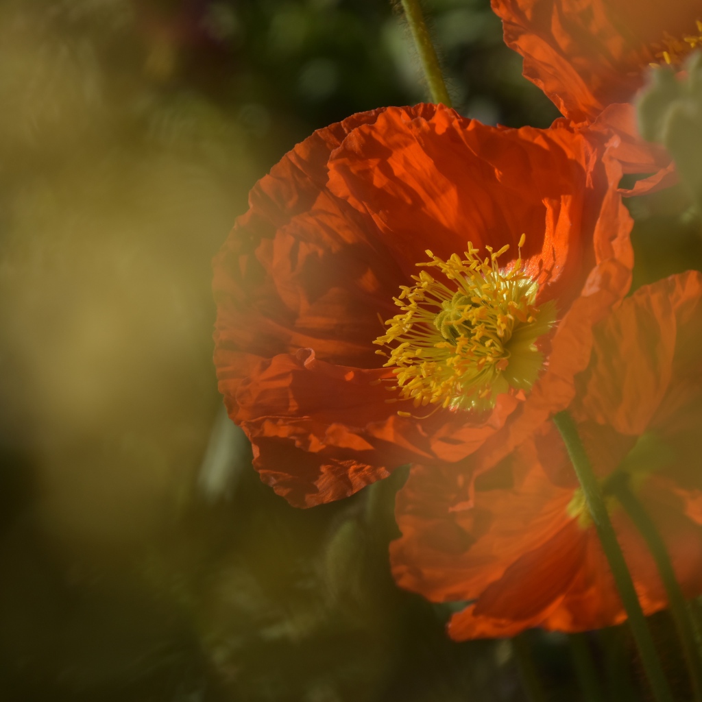 Красный мак в тумане на клумбе 