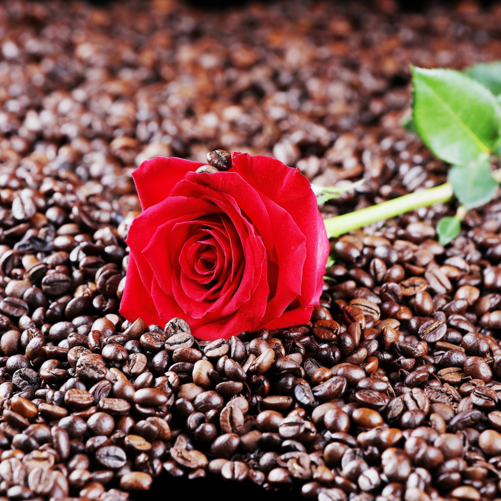 Красная роза лежит на кофейных зернах