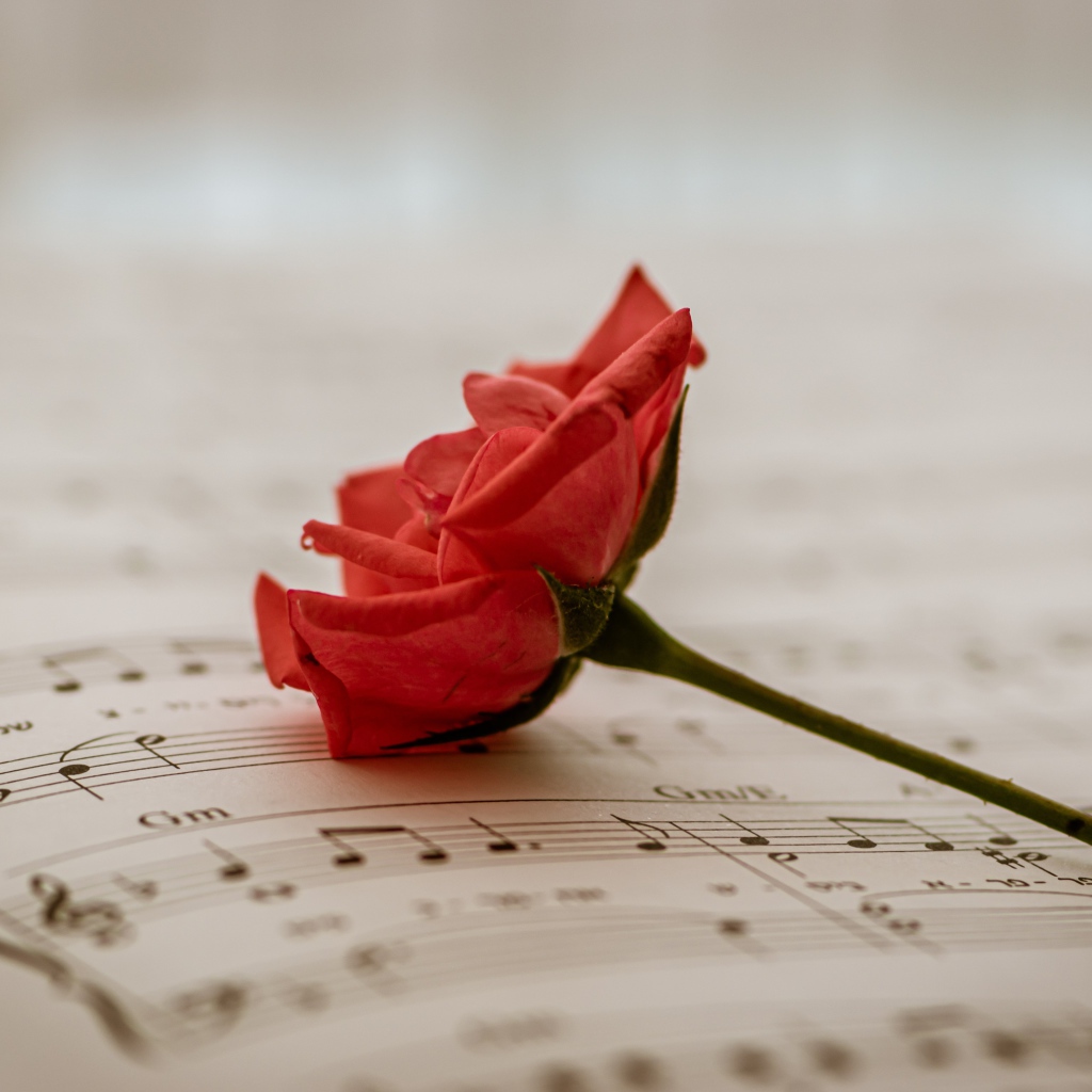 Красная роза на нотной тетради 