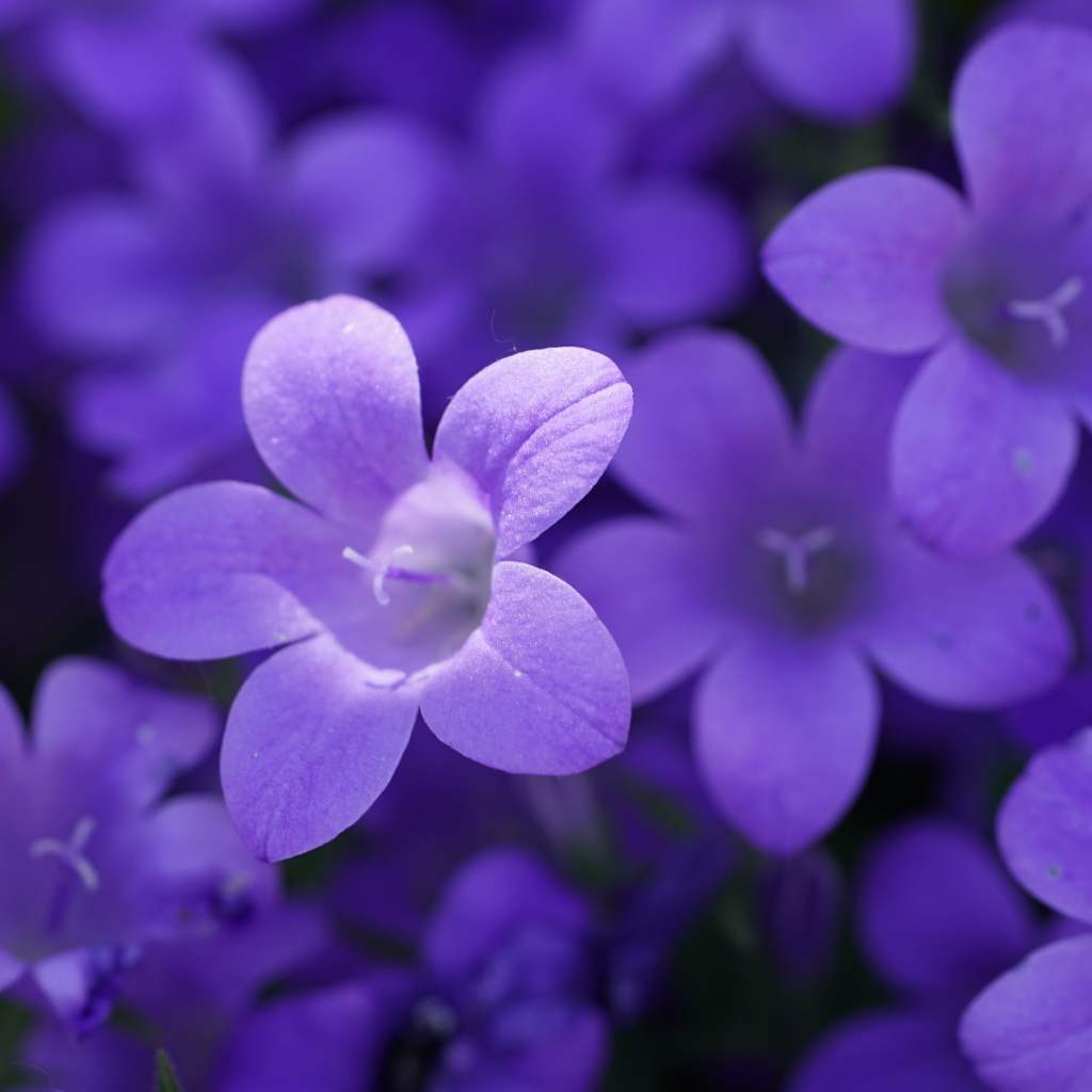 Маленькие синие колокольчики крупным планом