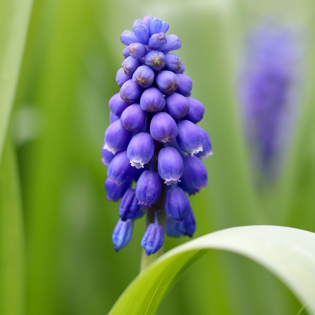 Маленький синий цветок мускарик с зелеными листьями