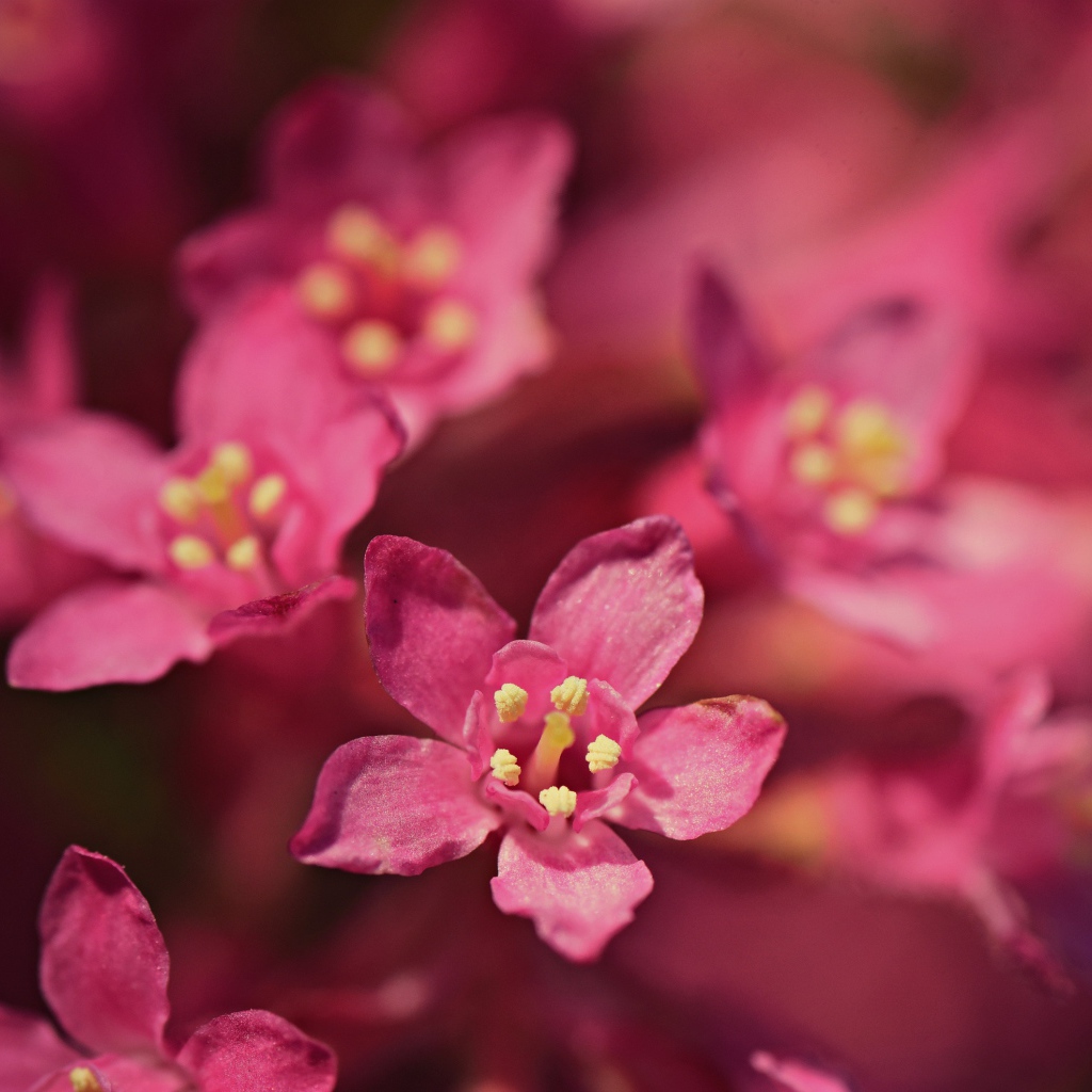 Мелкие розовые цветы эмбелия