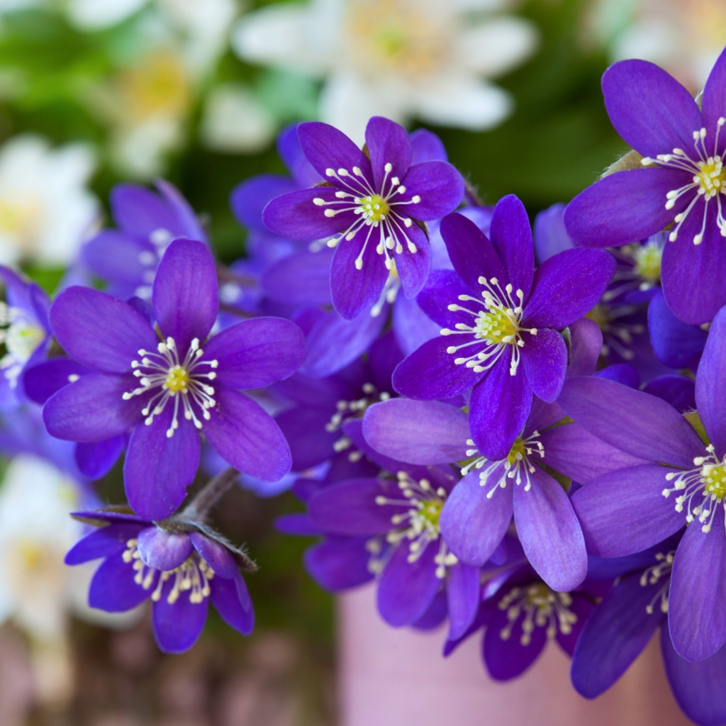 Мелкие фиолетовые цветы крупным планом 