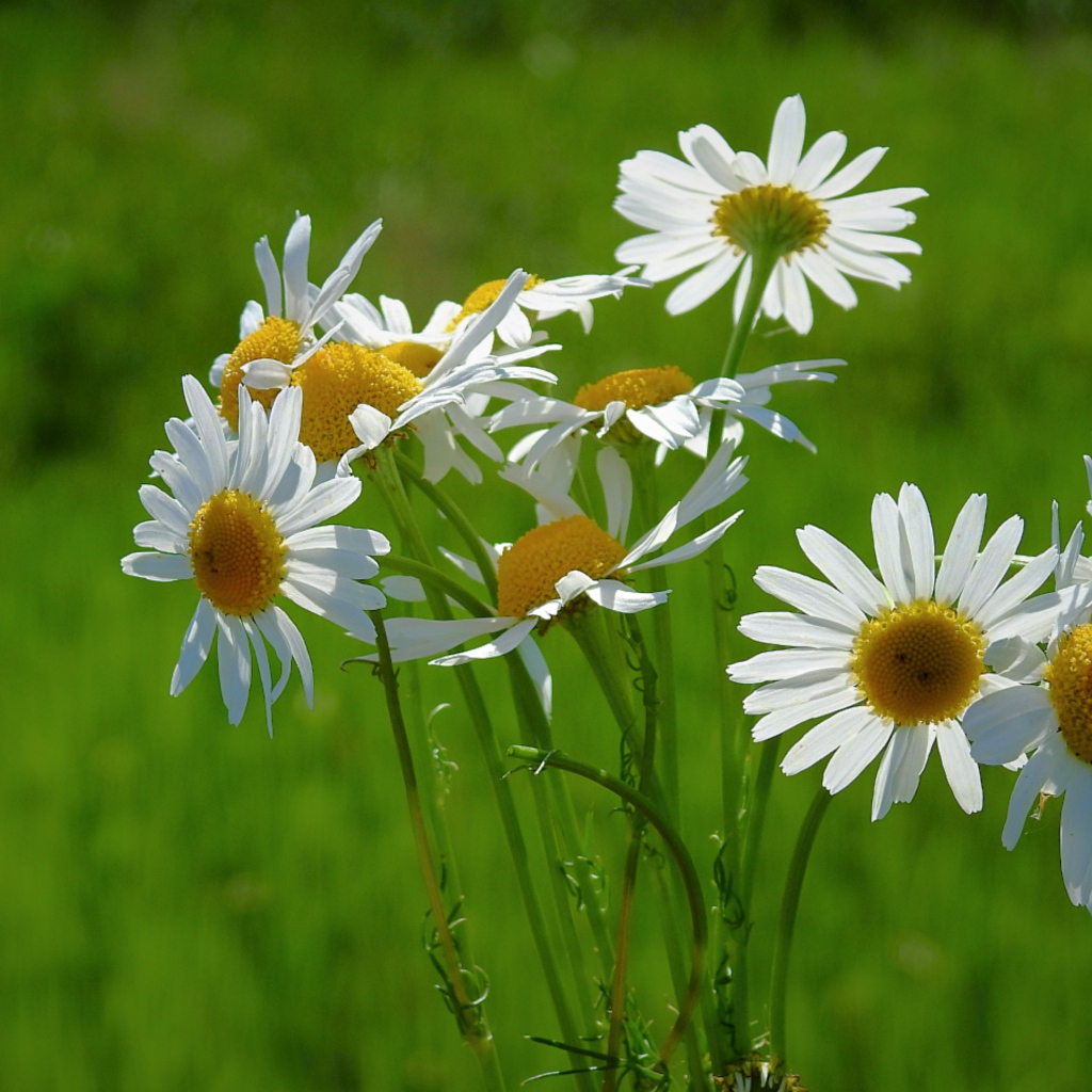 Маленькие белые полевые ромашки на зеленом фоне