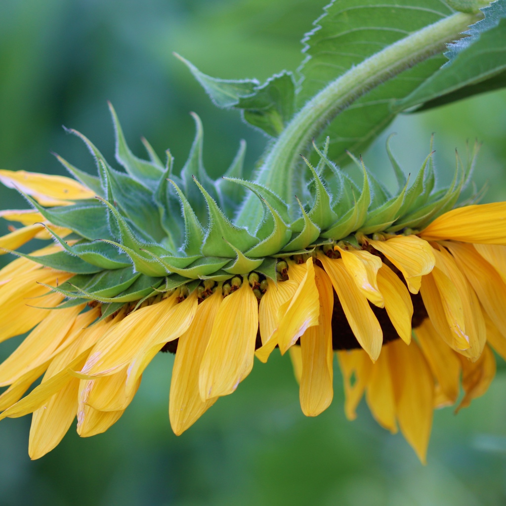 Подсолнух с желтыми лепестками опущен вниз 