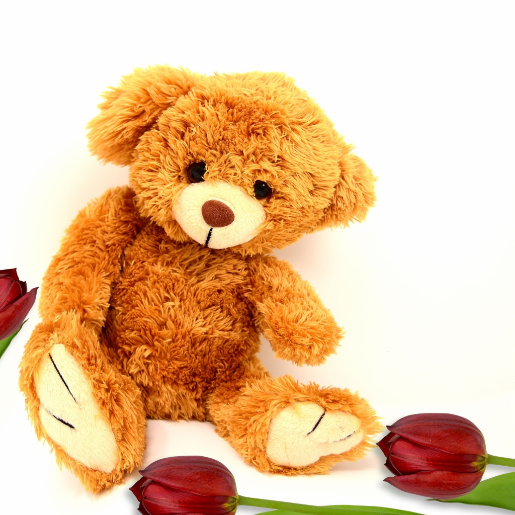 Медвежонок Тедди  с тюльпанами на белом фоне