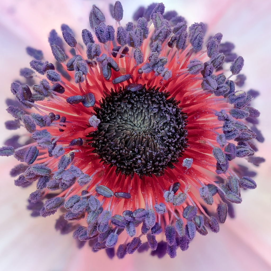 Середина цветка розовой анемоны 