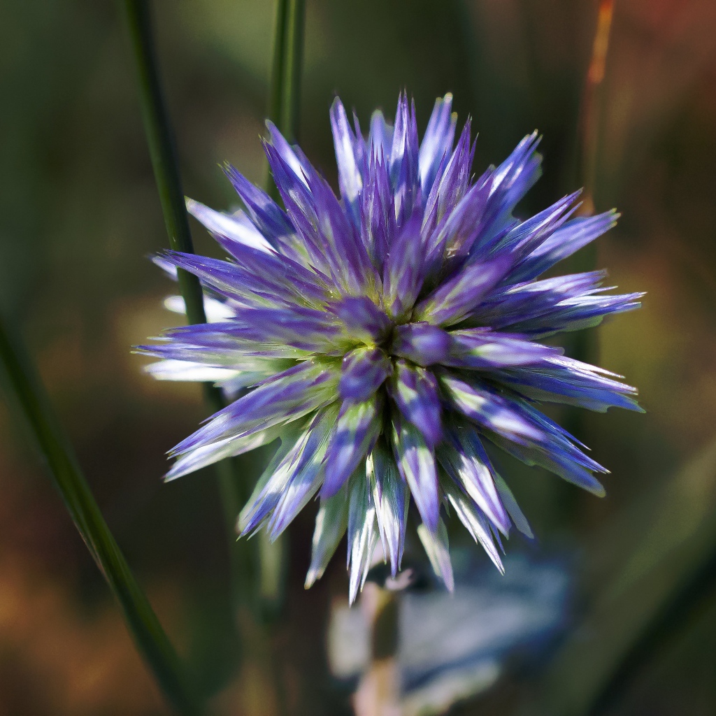 Цветок чертополоха крупным планом 