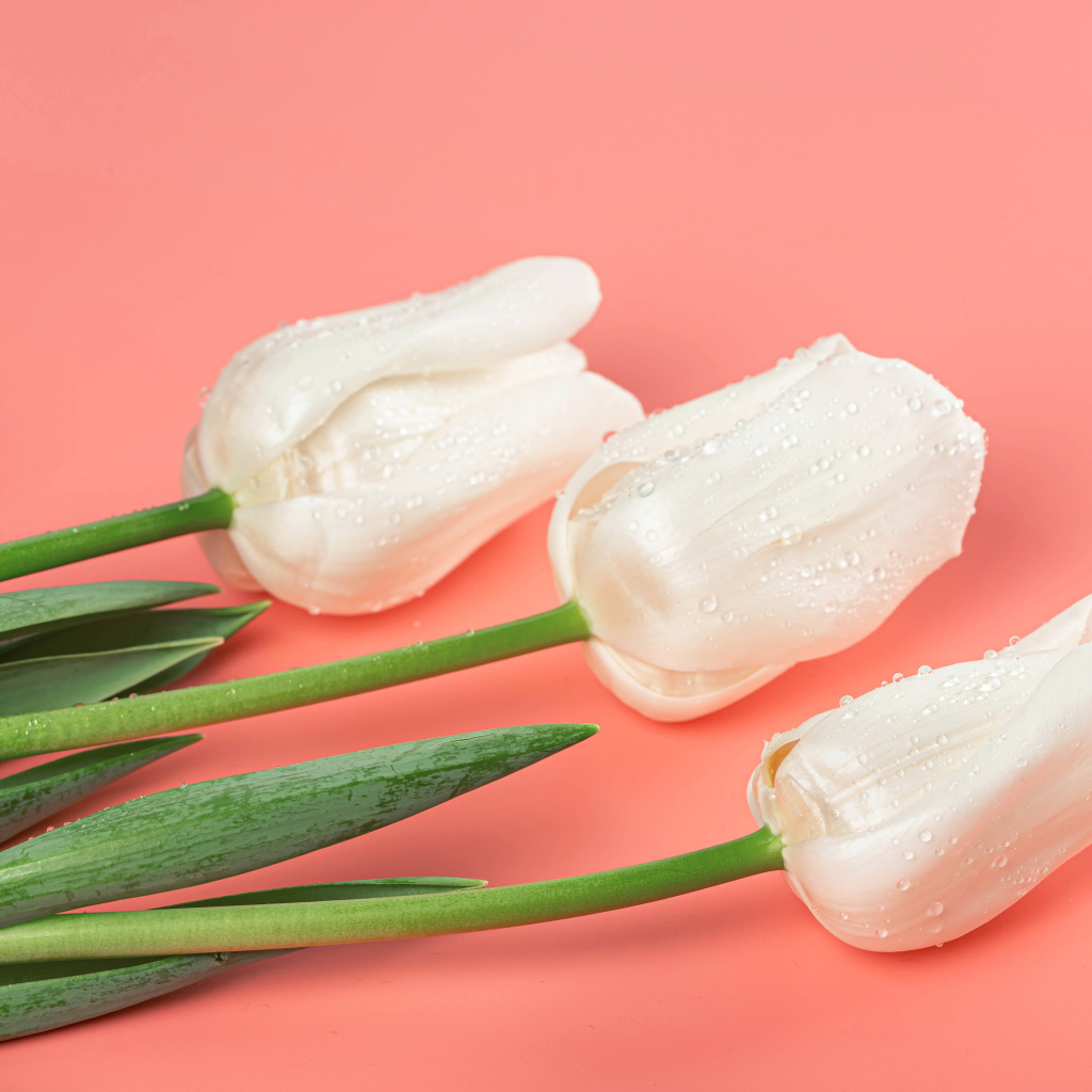 Три красивых нежных белых тюльпана на розовом фоне