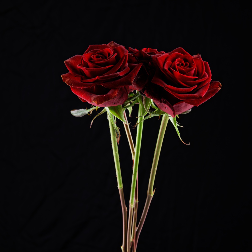 Три  бордовые розы на черном фоне