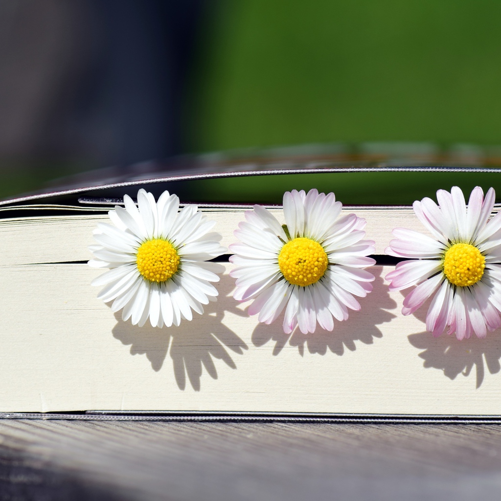 Три цветка маргаритки лежат в книге 