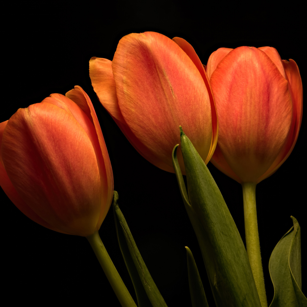 Три оранжевых тюльпана на черном фоне