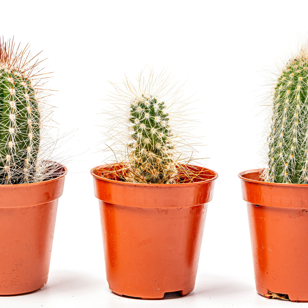 Три колючих кактуса на белом фоне 