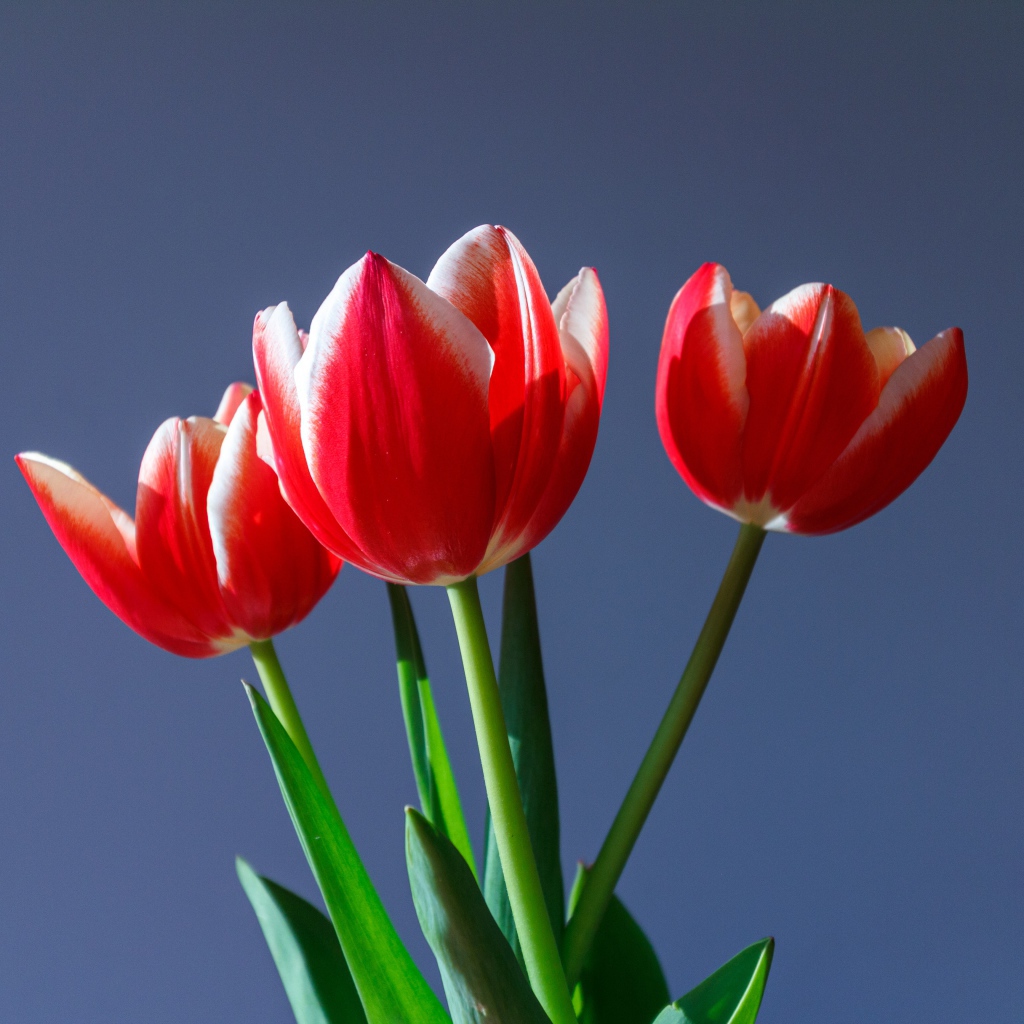 Три красных тюльпана на сером фоне