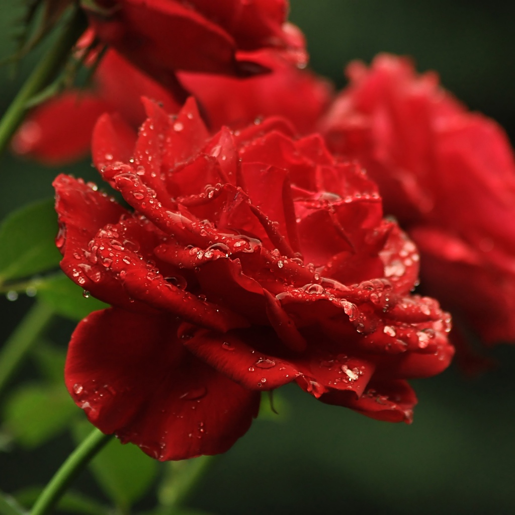 Три алые розы в каплях росы