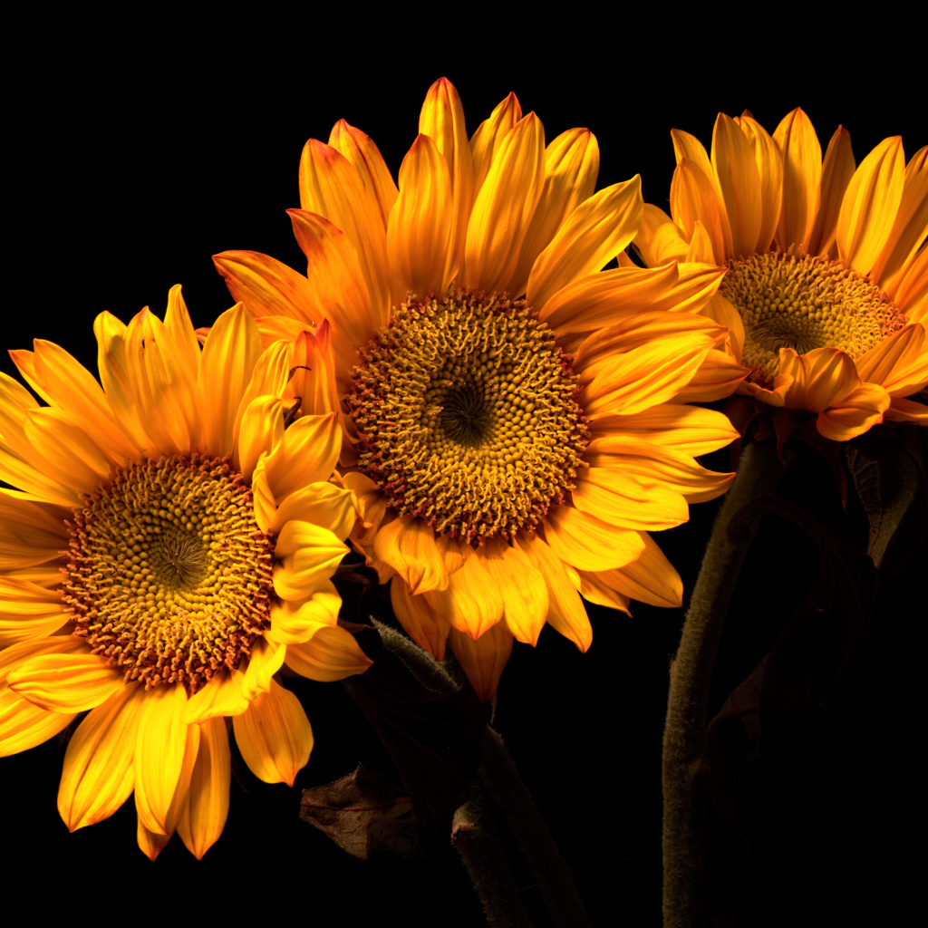 Три цветка подсолнуха на черном фоне