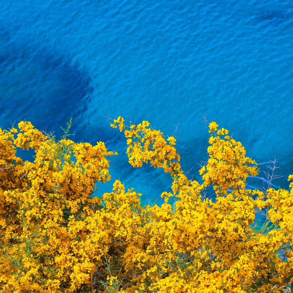 Дерево с желтыми цветами над голубой водой