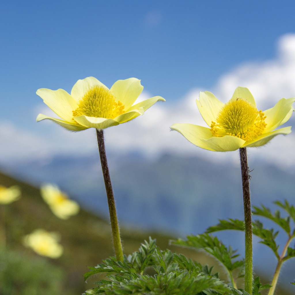 Два красивых цветка анемоны на поле