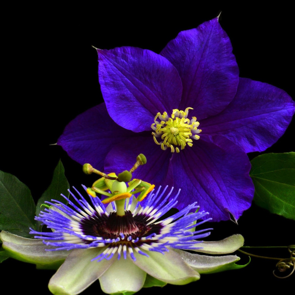 Два красивых цветка клематиса на черном фоне