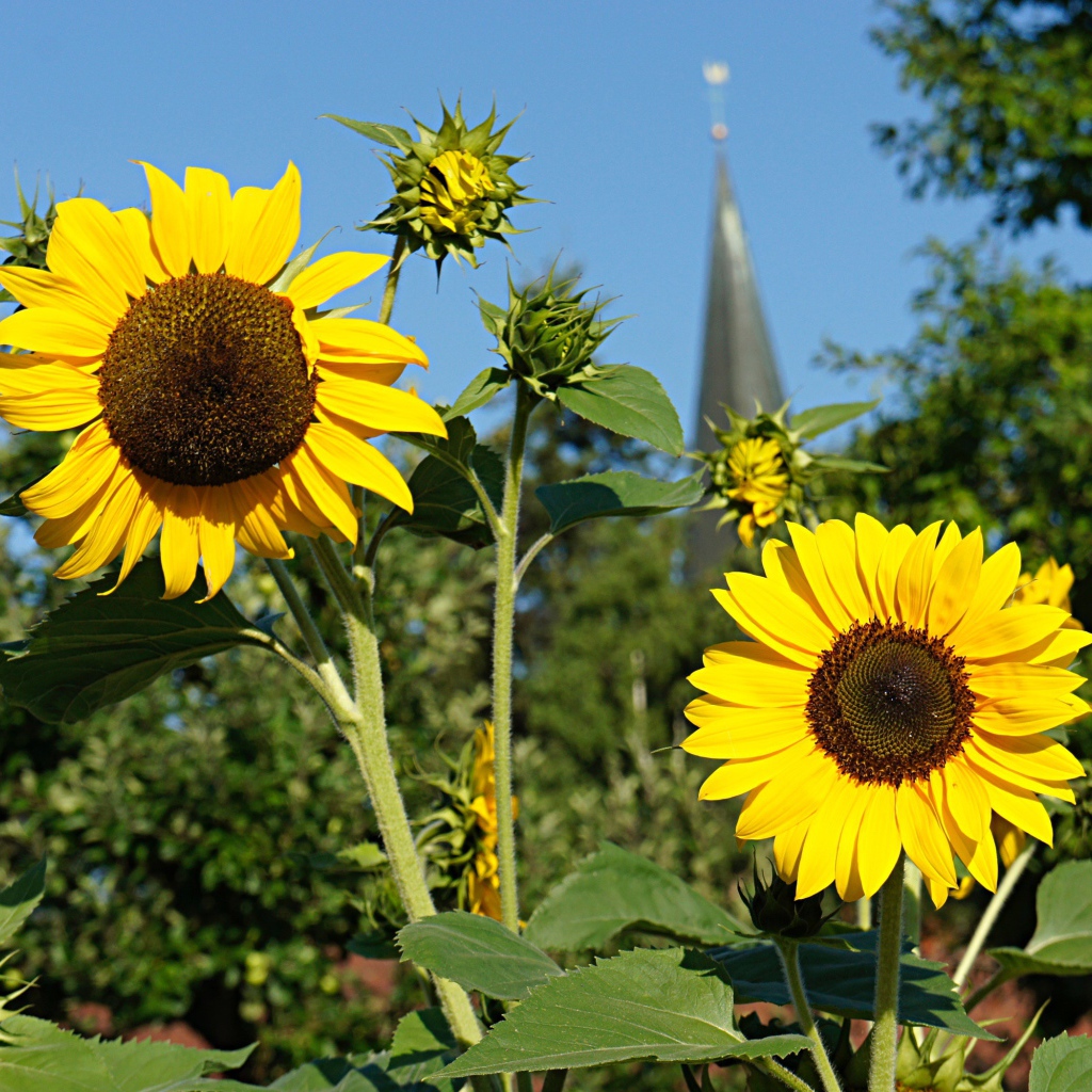 Два распустившихся цветка подсолнуха с бутонами