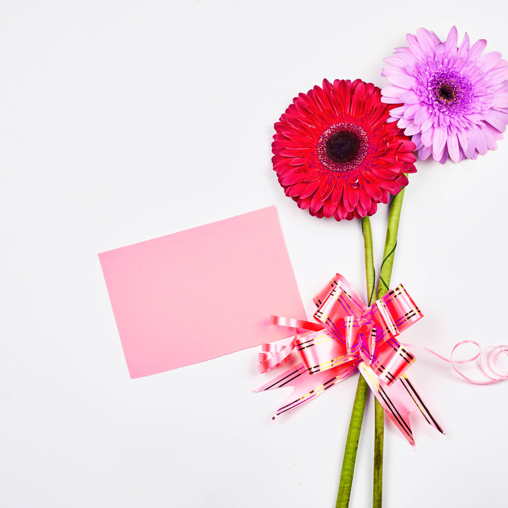 Два цветка герберы на столе с бантом и листом бумаги