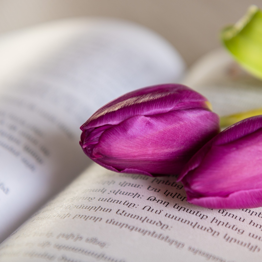 Два сиреневых тюльпана лежат на книге